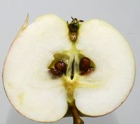 Antonovka æble
